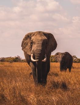 Elephants